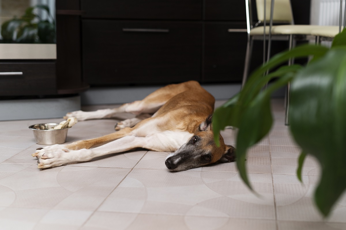 cachorro debilitado