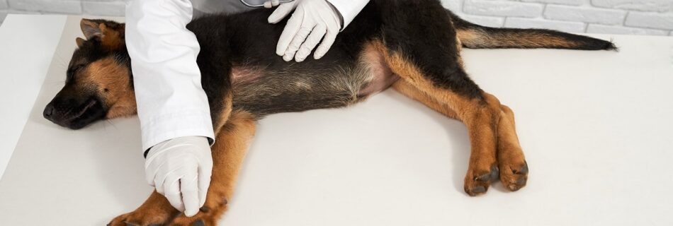 Cachorro em consultório médico
