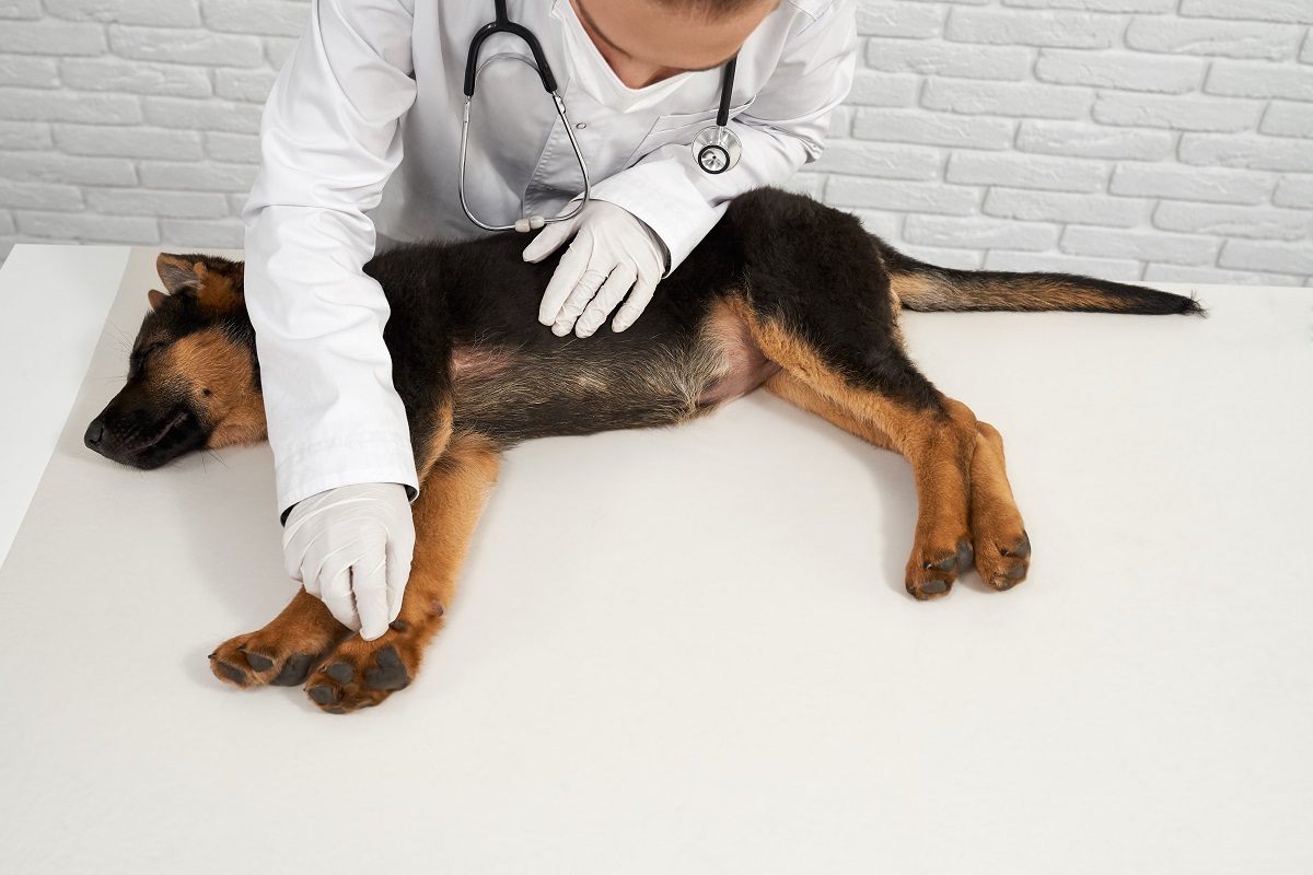 Cachorro em consultório médico